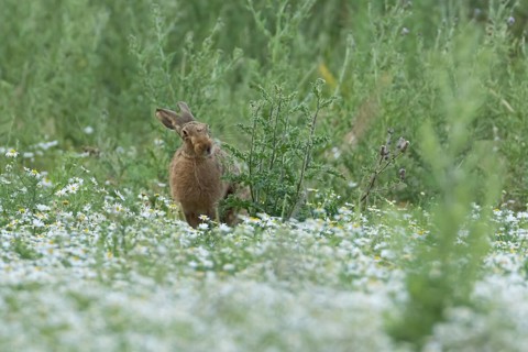 European brown hare (Lepus europaeus) adult animal in a farmland field in summer filled with