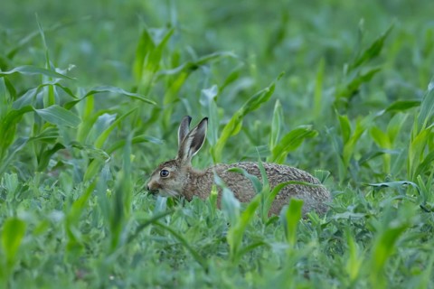 European brown hare (Lepus europaeus) juvenile baby leveret animal eating in a farmland maize field