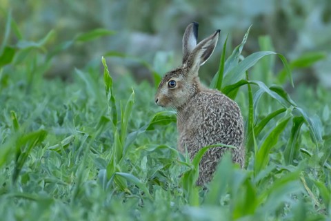 European brown hare (Lepus europaeus) juvenile baby leveret animal in a farmland maize field in