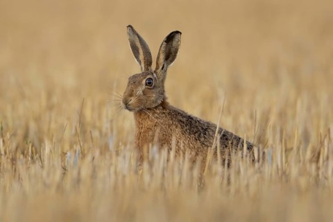European brown hare (Lepus europaeus) adult animal in a farmland stubble field in summer, England,