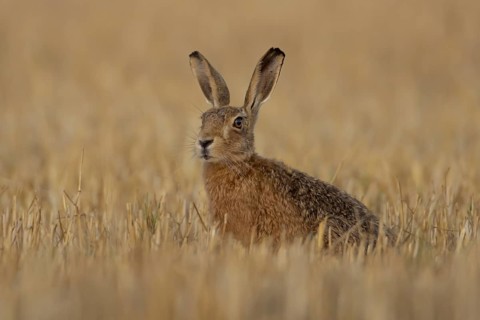 European brown hare (Lepus europaeus) adult animal in a farmland stubble field in summer, England,