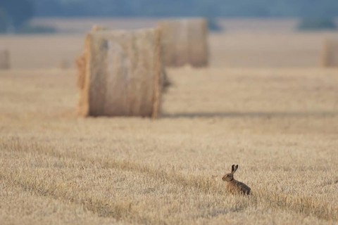 European brown hare (Lepus europaeus) adult animal in a farmland stubble field with straw bales in