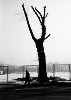 BIH, Bosnia, Sarajevo, 12.01.2006, Man passes a bare tree