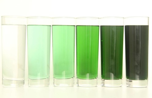 Five glasses of green liquid on white background, São Paulo, Brazil
