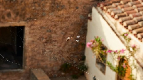 Spider web with spider in front of a rustic house with bricks and flowers, Monemvasia, Monemvassia,