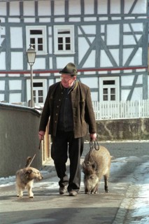 DEU, Bad Soden, 04.07.1994 -- A man walks on a leash with dog and domestic wild boar. (pig, wild