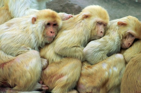 DEU, Frankfurt, 12.11.1995 -- Cloak baboons cuddle in Frankfurt Zoo. (animal park, monkey, row) --