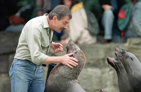 DEU, Frankfurt, 14.09.1994 -- Feeding seals in Frankfurt Zoo. (animal park, zookeeper) -- Â©
