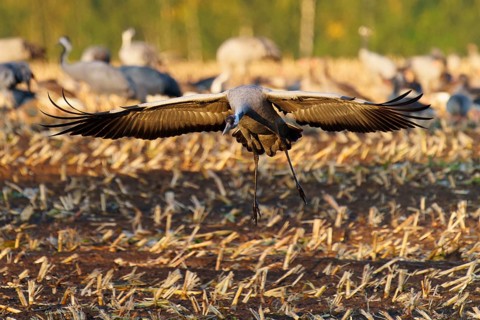 A crane lands with spread wings on a stubble field in autumn, crane (Grus grus) wildlife, Western