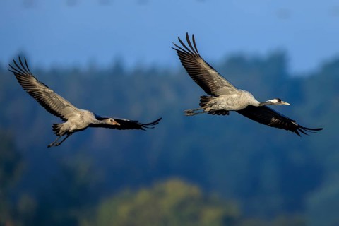 A pair of birds flying together through the sky over a wooded landscape, Crane (Grus grus)