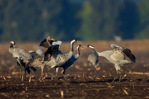 Two cranes interact in a field in a dancing pose, crane (Grus grus) wildlife, Western Pomerania