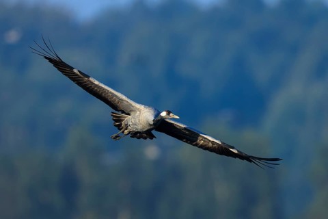 A single bird flies with wings spread over a wooded view, Crane (Grus grus) wildlife, Western