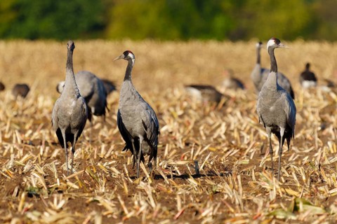 Three cranes stand on a harvested field in a natural setting, Crane (Grus grus) wildlife, Western