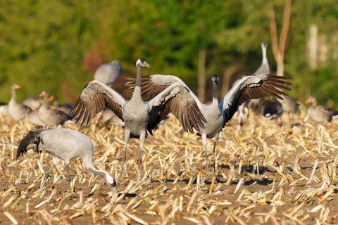 Cranes in a field, two presenting their wings in unison, crane (Grus grus) wildlife, Western
