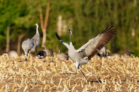 A crane runs across a field with wings spread out, Crane (Grus grus) wildlife, Western Pomerania