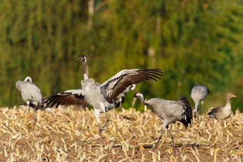 Crane lands with outstretched wings in a mowed field, crane (Grus grus) wildlife, Western Pomerania