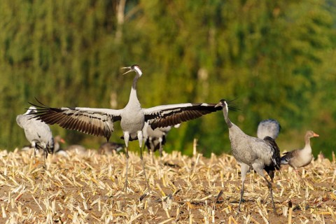 A crane in a field showing its wide-stretched wings, Crane (Grus grus) wildlife, Western Pomerania