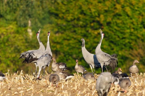 Cranes and geese in a field, cranes calling with their heads raised, crane (Grus grus) wildlife,