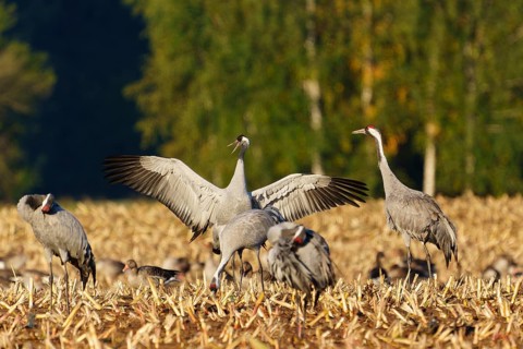 Cranes in dynamic pose on a golden field in sunlight, crane (Grus grus) wildlife, Western Pomerania