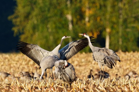 Cranes in flight position in a field with trees, crane (Grus grus) wildlife, Western Pomerania