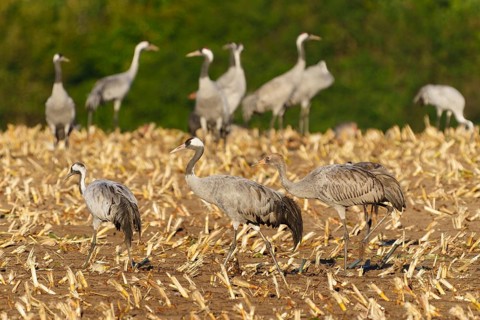 Several cranes run across a harvested field with green background, crane (Grus grus) wildlife,