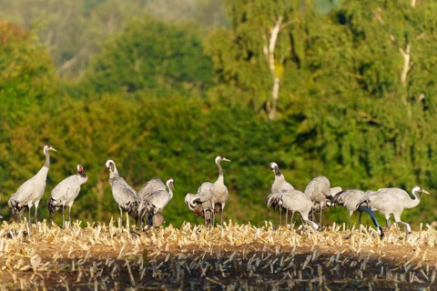 Flock of cranes on a harvested field in front of green, crane (Grus grus) wildlife, Western