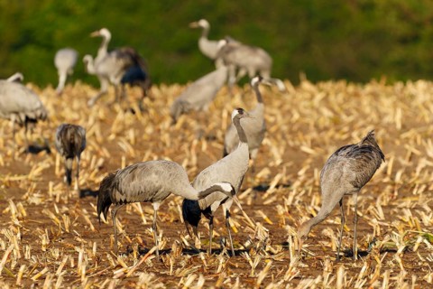 Cranes searching for food in an autumnal field, crane (Grus grus) wildlife, Western Pomerania