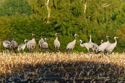 Group of cranes in a field with trees in the background, crane (Grus grus) wildlife, Western