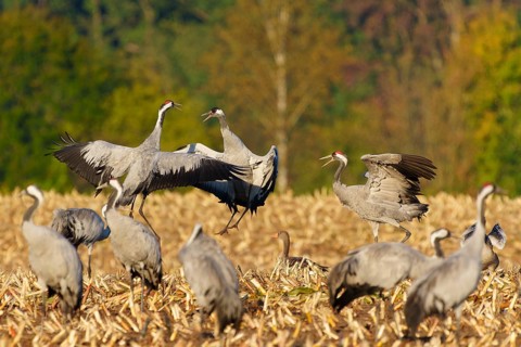 Dancing cranes in a field against an autumn forest backdrop, crane (Grus grus) wildlife, Western