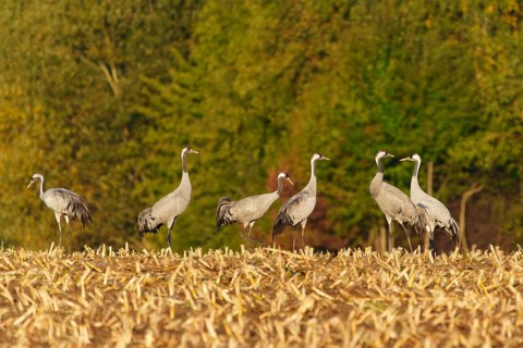 Crane group standing on a stubble field in front of a forest in autumn, crane (Grus grus) wildlife,