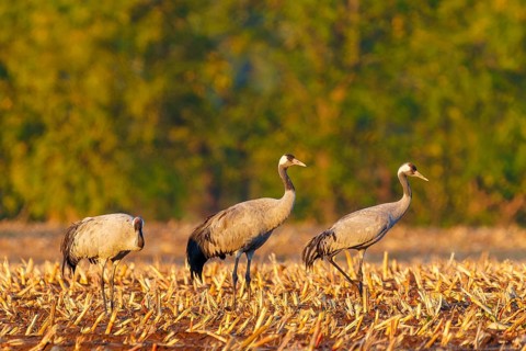 Three cranes stand quietly in an autumnal field, Crane (Grus grus) wildlife, Western Pomerania