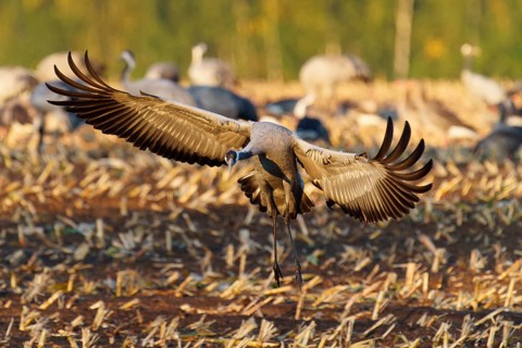 Crane spreads its wings to land in a field in the evening light, Crane (Grus grus) wildlife,
