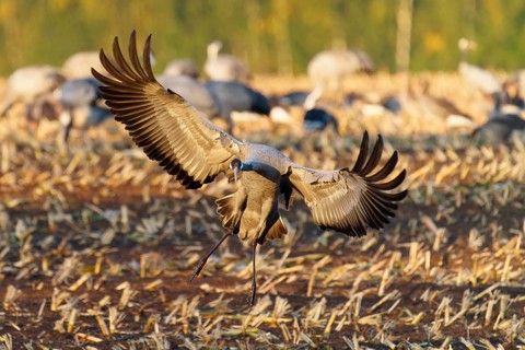 A crane sets off to land on a harvest field in the golden hour, Crane (Grus grus) wildlife, Western