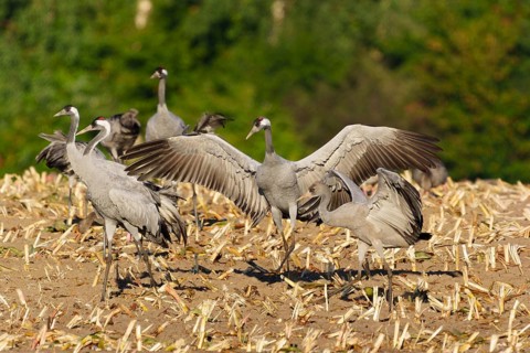 Cranes in a mowed field with spread wings in a natural environment, crane (Grus grus) wildlife,