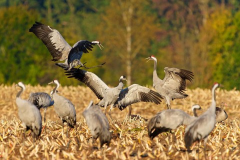 Cranes in dynamic pose in a field in front of an autumnal forest, crane (Grus grus) wildlife,