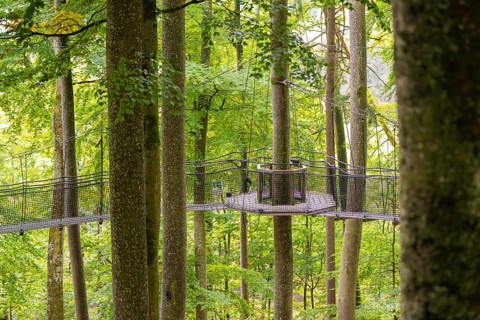 Round platform in the treetops, connected by a suspension rope path, Treewalk, Affenberg Salem,