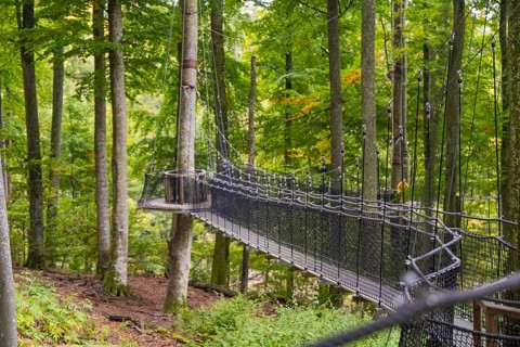 Hanging rope bridge in the forest surrounded by tall green trees, Treewalk, Affenberg Salem,