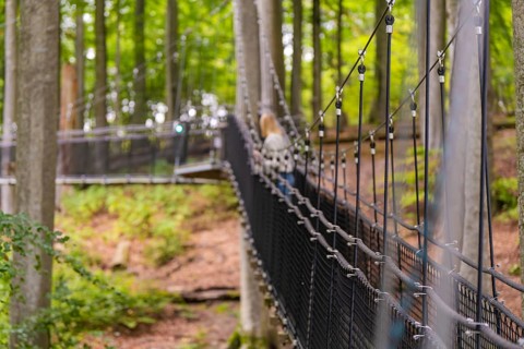 Long rope bridge leads through the dense forest in autumn, Treewalk, Affenberg Salem,