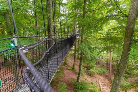Hanging rope bridge in the forest with ropes leading through the treetops, Treewalk, Affenberg