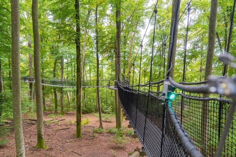 Hanging rope bridge between trees in the forest under bright, green canopy, Treewalk, Affenberg