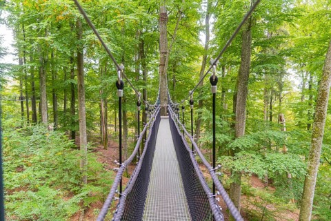 Long treetop trail in a dense forest, Treewalk, Affenberg Salem, Bodenseekreis, Germany