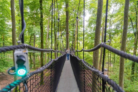 Narrow treetop path between trees in the forest, Treewalk, Affenberg Salem, Bodenseekreis, Germany