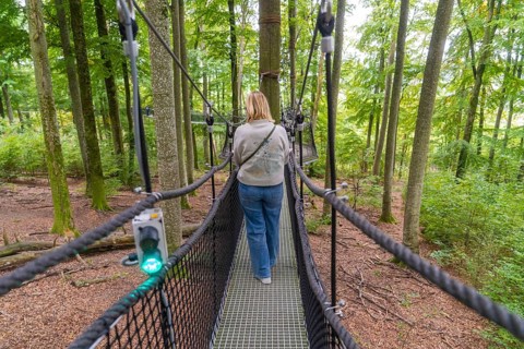 Woman walking on a treetop path through the forest, Treewalk, Affenberg Salem, Bodenseekreis,
