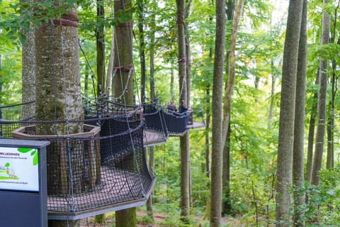 Wooden platforms between trees in the forest, Treewalk, Affenberg Salem, Bodenseekreis, Germany