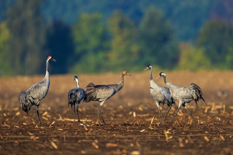 Group of cranes with a young animal gathered in an autumn field, crane (Grus grus) wildlife,