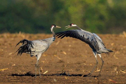 Two cranes in a field, one raising wings during an interaction, crane (Grus grus) wildlife, Western
