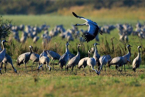 Cranes in a meadow, a bird flying over a group, the landscape is green, crane (Grus grus) wildlife,