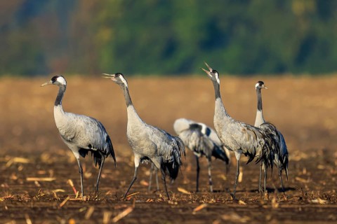Group of cranes in an open field, some with open beaks, crane (Grus grus) wildlife, Western
