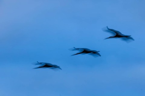 Three flying cranes with blurred effect in blue sky, crane (Grus grus) wildlife, Western Pomerania