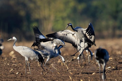 Cranes interacting in an open field, crane (Grus grus) wildlife, Western Pomerania Lagoon Area